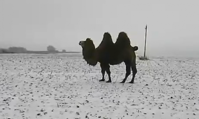 В Тульской области заметили гуляющих верблюдов