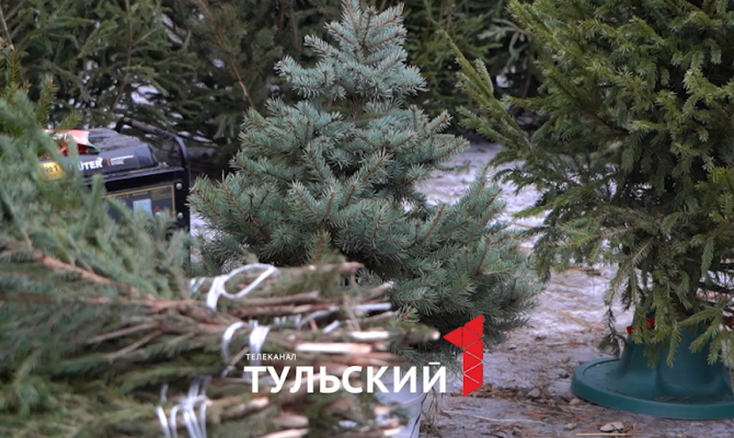 В Туле нашли нелегальные елочные базары
