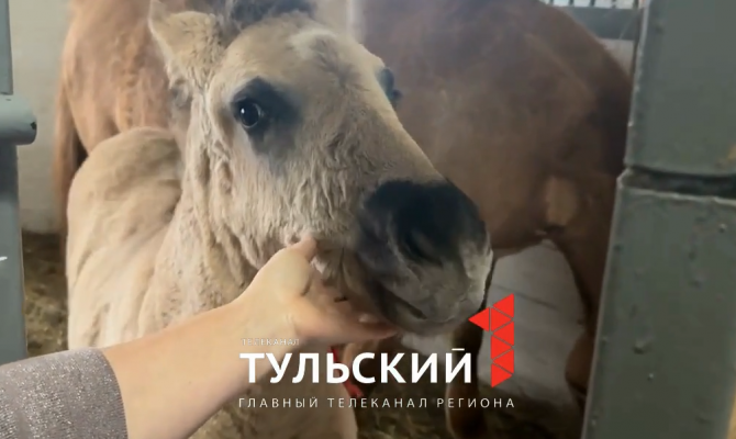 В музее-заповеднике "Куликово Поле" выбрали имя для жеребенка