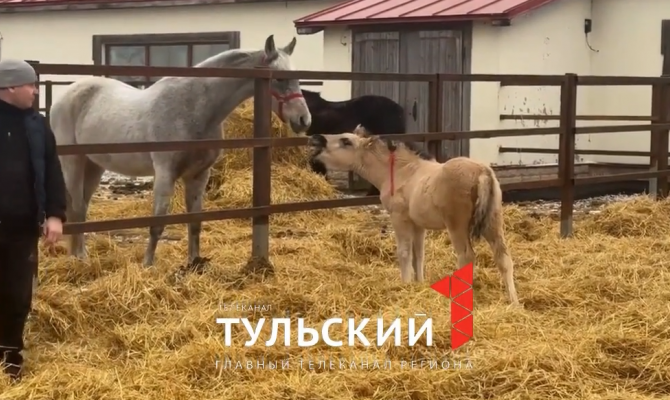 В Конном дворе Куликова поля родился жеребенок