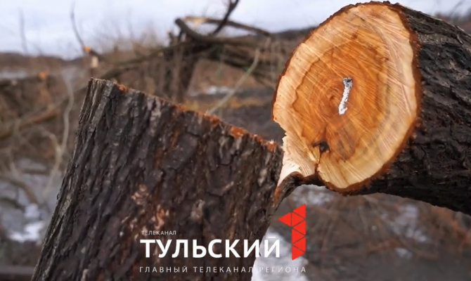 Под Алексином незаконно срубили деревья на берегу Оки