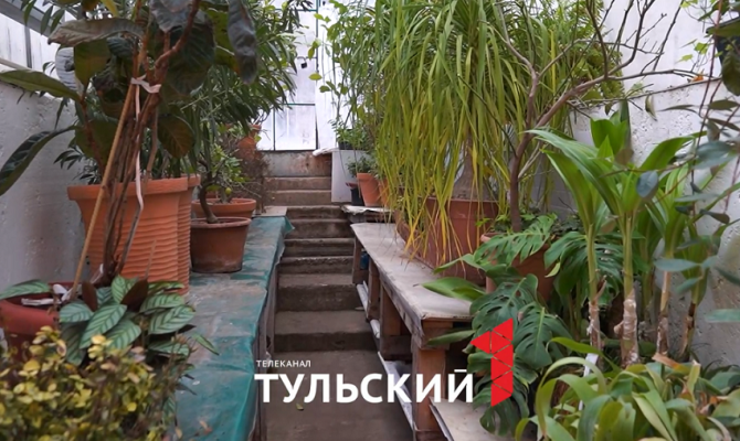 Как Лев Толстой ввел моду на выращивание ананасов зимой