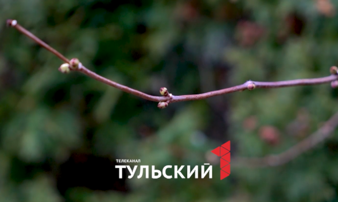 Январь как март: названы последствия аномально теплой зимы для растений