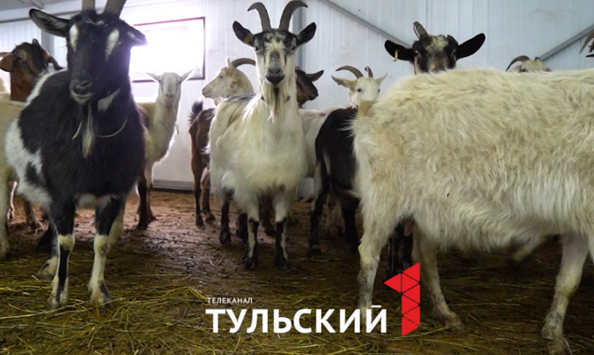 Фермеры объяснили, при каких условиях козы дают больше молока