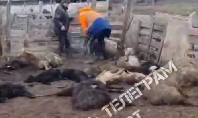 Под Богородицком два волка загрызли целое стадо баранов