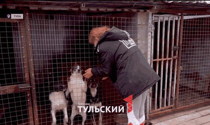 Тулячка превратила свой участок в приют для бездомных животных