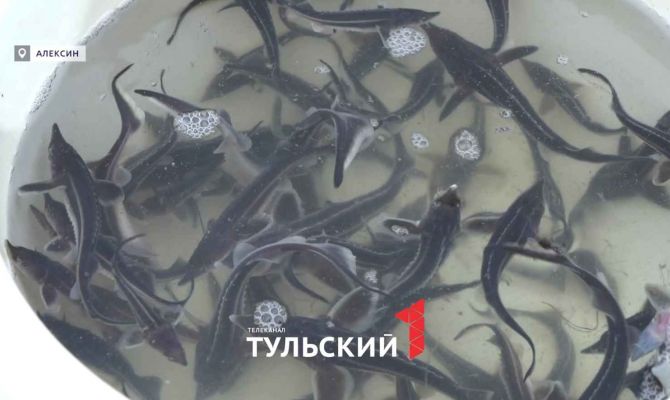 В Оке под Алексином восстановят популяцию царь-рыбы