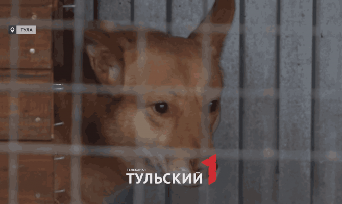 Тулячка спасла щенка, потерявшего сестру под колесами