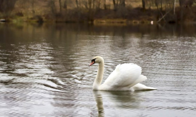 Тулякам объяснили, надо ли волноваться за лебедей на прудах