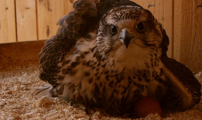 Краснокнижному орлу-могильнику из Калининграда нашли пару в Тульской области