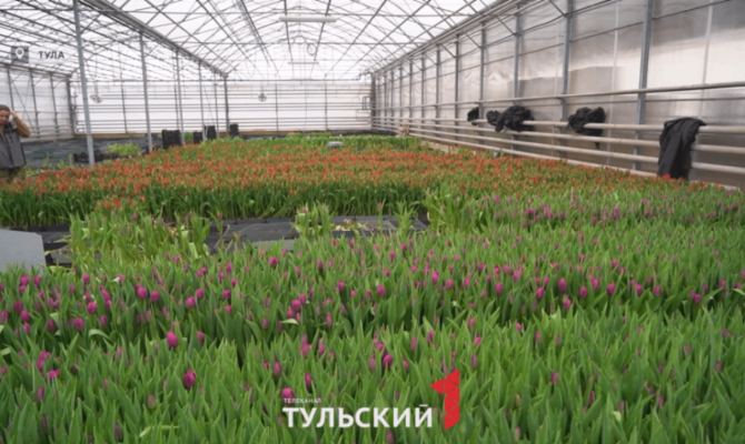 Полмиллиона тюльпанов вырастили под Одоевом на гидропонике