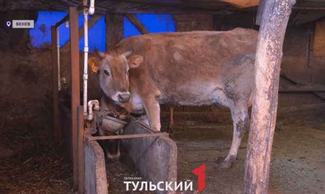 Фермеры из Венёва раскрыли себестоимость литра молока