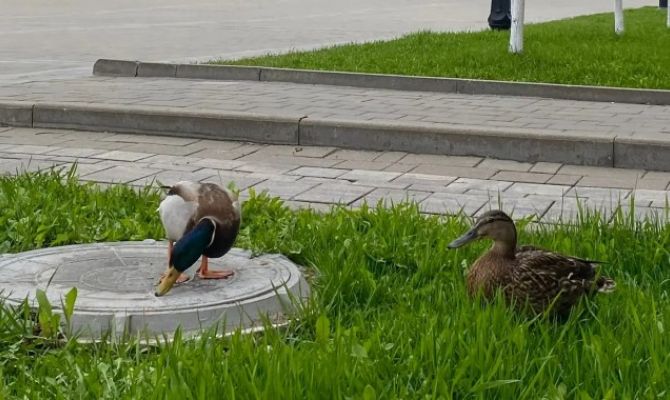 В центре Тулы заметили влюбленных селезня и утку
