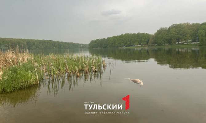 На пляже на Воронке в Туле замечена мертвая рыба