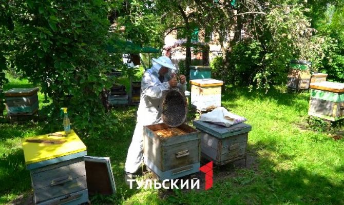 В Тульской области началось большое переселение пчёл