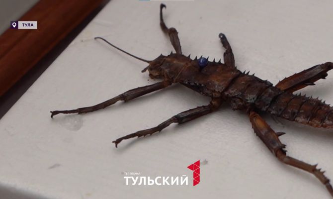 12-летний туляк собрал насекомых с пяти континентов 