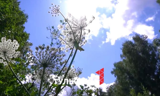 В Новомосковске 250 гектаров сельхозугодий заросли борщевиком