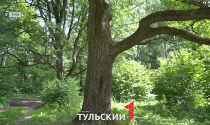 Под Тулой в Малиновой засеке растет 200-летний дуб