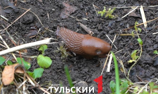 Тулякам назвали естественного врага испанского слизня