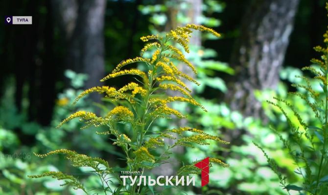 Для аллергиков Тульской области зацвели опасные растения