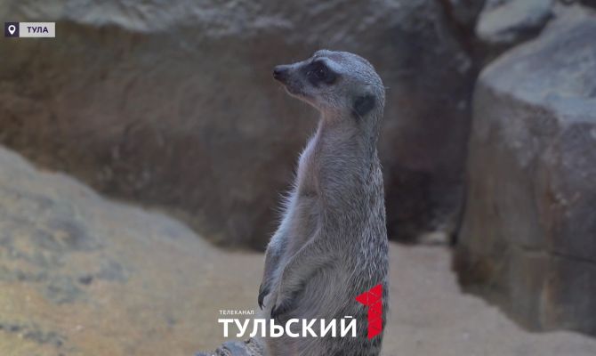 Животным в Туле помогают пережить жару