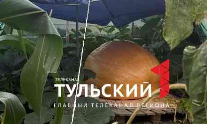 Садовод из Тулы вырастила тыкву весом более 200 килограммов