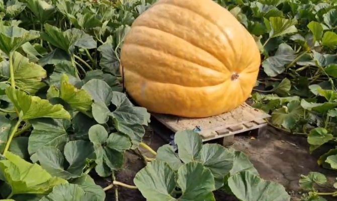 Тулячка вырастила гигантскую тыкву весом более 400 килограммов