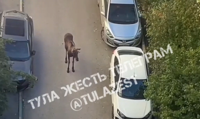 Лось в тульском Мясново попал на видео