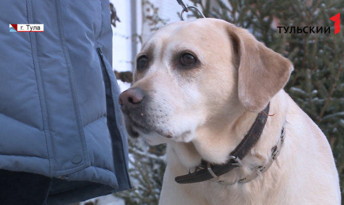 Как тулякам приобрести собаку-поводыря