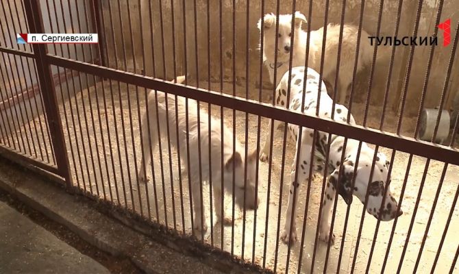 Как взять породистого пса из приюта бесплатно 