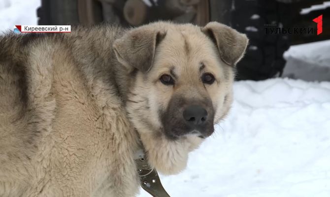Привязанная к грузовику собака: делом занялась тульская прокуратура, ГИБДД и ветеринары 