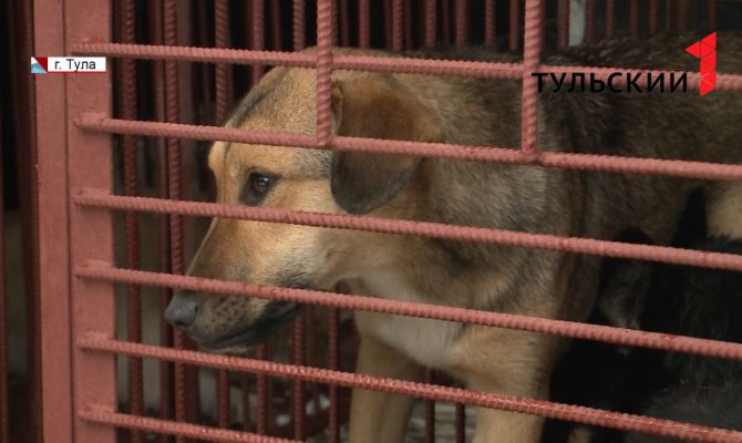 В Тульской области отловят более 400 бездомных животных 