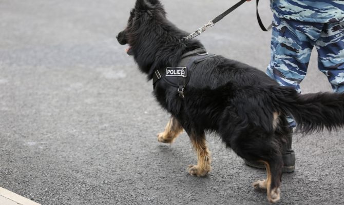 "По следам фронтовой собаки": в Тульской области пройдет экскурсия-квест