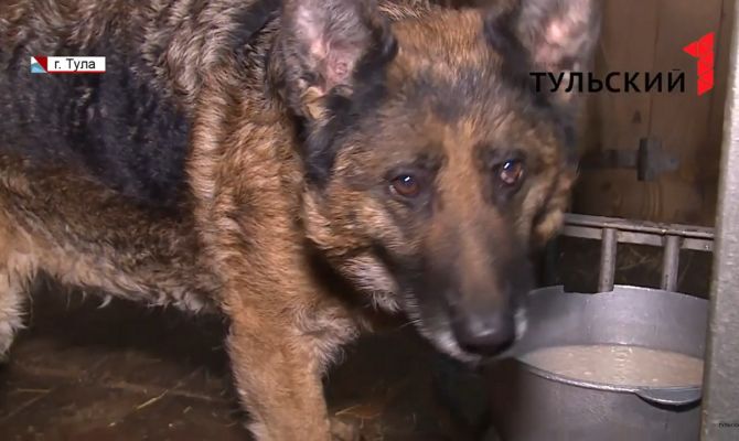 Служебные собаки теперь будут жить по нормативу