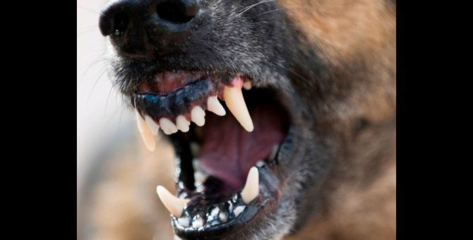 В Веневском районе на подростка напала собака: прокуратура проводит проверку