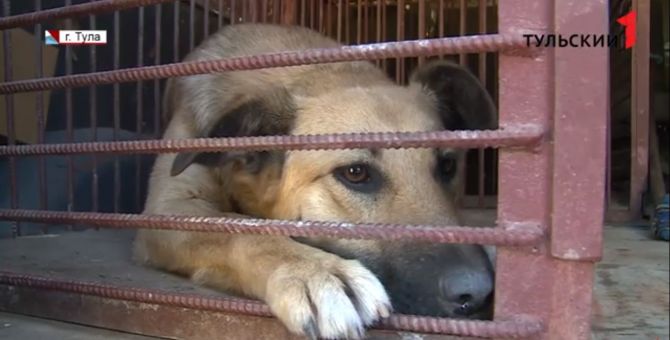 Как складывается судьба бродячих собак в Туле