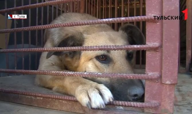 Японские ученые обнаружили вирус, который вызывает депрессию