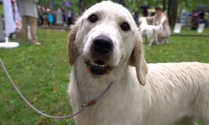 Самоеды, пудели и волкодавы: в Туле прошла Всероссийская выставка собак