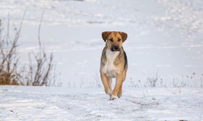 У туляков осталось полгода для чипирования собак до штрафа