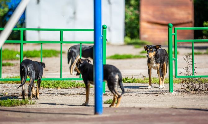 Администрация Новомосковска заплатит детям компенсацию морального вреда за нападение собак