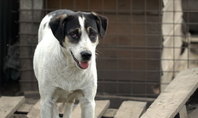 Под Одоевом разоряется частный приют для животных