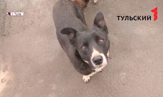 Как узнать, сколько лет вашему питомцу "по-человечески"