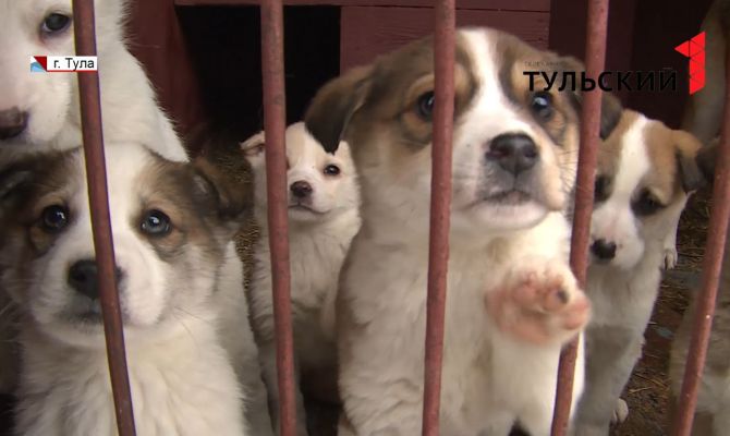 С начала 2019 года в Туле сотрудники «Континент Плюс» поймали 86 бездомных собак