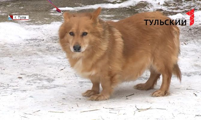 Туляки могут помочь бездомным животным