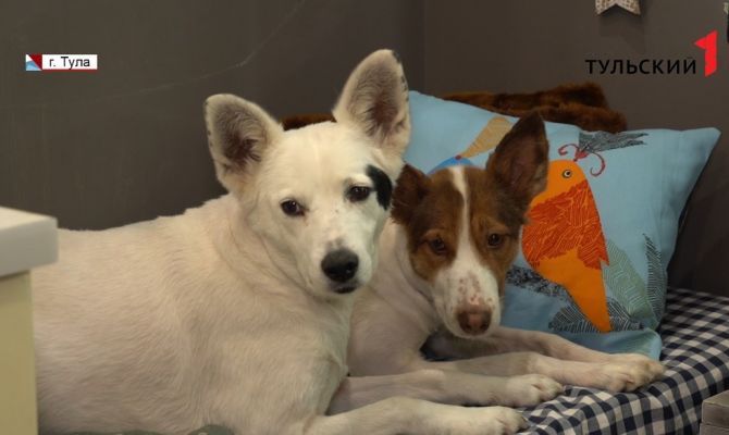 Как уберечь своего питомца от заражения коронавирусом