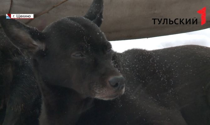 Под Тулой волонтеры нашли сразу двух «Хатико»