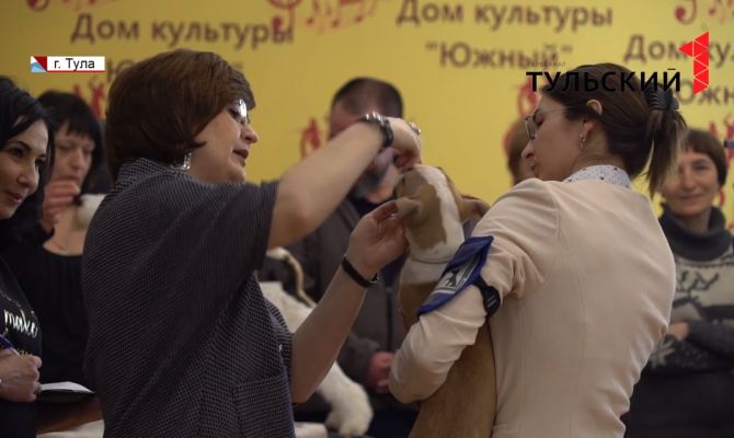 В Туле прошел «конкурс красоты» для собак