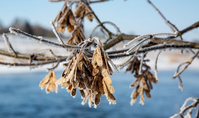 Тулу грозит заполнить опасное дерево-сорняк: с какой скоростью оно распространяется