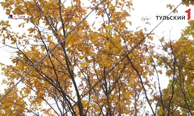  «Чуть инфаркт не хватил»: по заявке туляка рабочие спилили вместо сухих дубов зеленые сосны