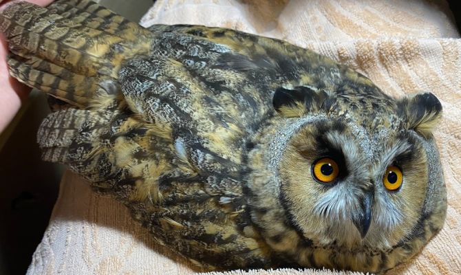 Тульские волонтеры спасли сову с вырванной частью крыла